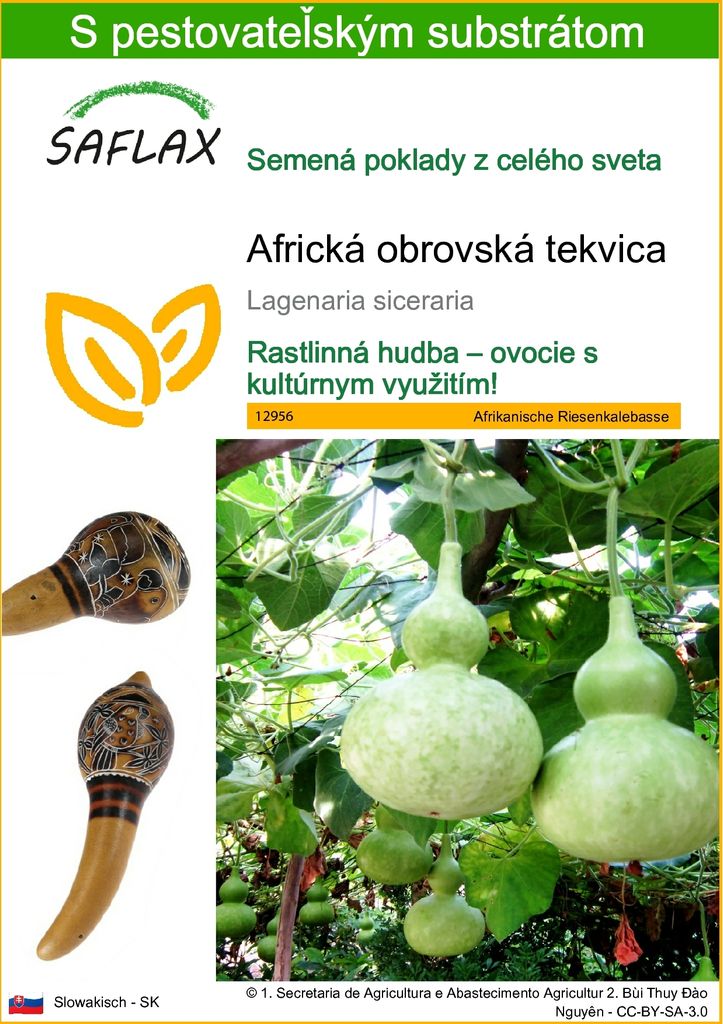 SAFLAX - Africká obrovská tekvica - Lagenaria siceraria - Obrázok produktu 