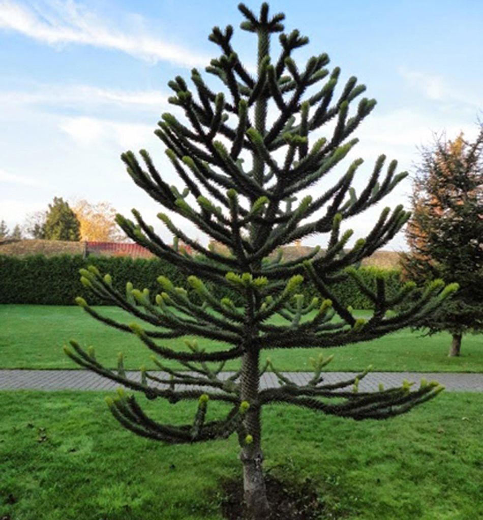 Andentanne, 20-30 cm, Cont. 3 l Produktbild 