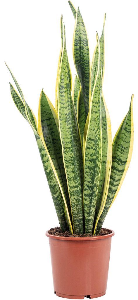 Bogenhanf - pflegeleichte Zimmerpflanze, Sansevieria trifasciata Laurentii - Höhe ca. 65 cm, Topf-Ø 17 cm