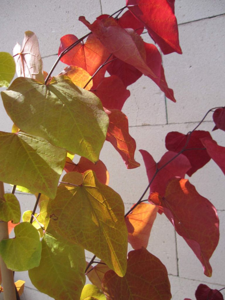 Cercis canadensis Eternal Flame - Kanadischer Judasbaum - Produktbild 