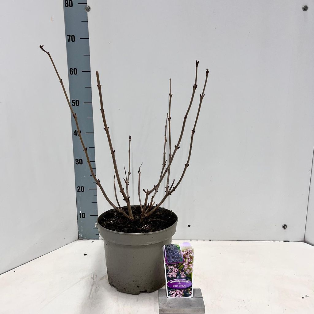 Sambucus nigra Black Beauty ('Gerda'PBR) - Holunder | 40-60 cm im Topf