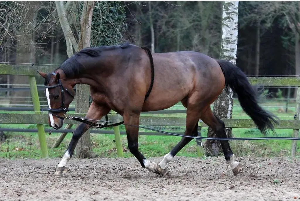 Sangle d'aide Horka en coton Marron Full - Accessoire Sellerie Cheval