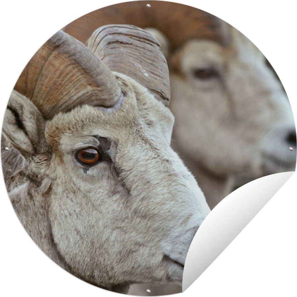 MuchoWow Gartenposter Outdoor-Poster Rund Widder - Horn - Schaf Ø 90 cm Gartendeko Rundes Poster draußen