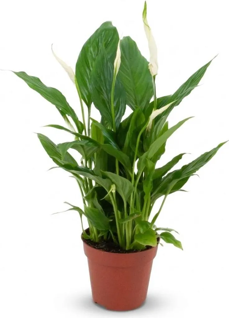 Plante Spathiphyllum pour bureau et salon - Entretien facile 40cm