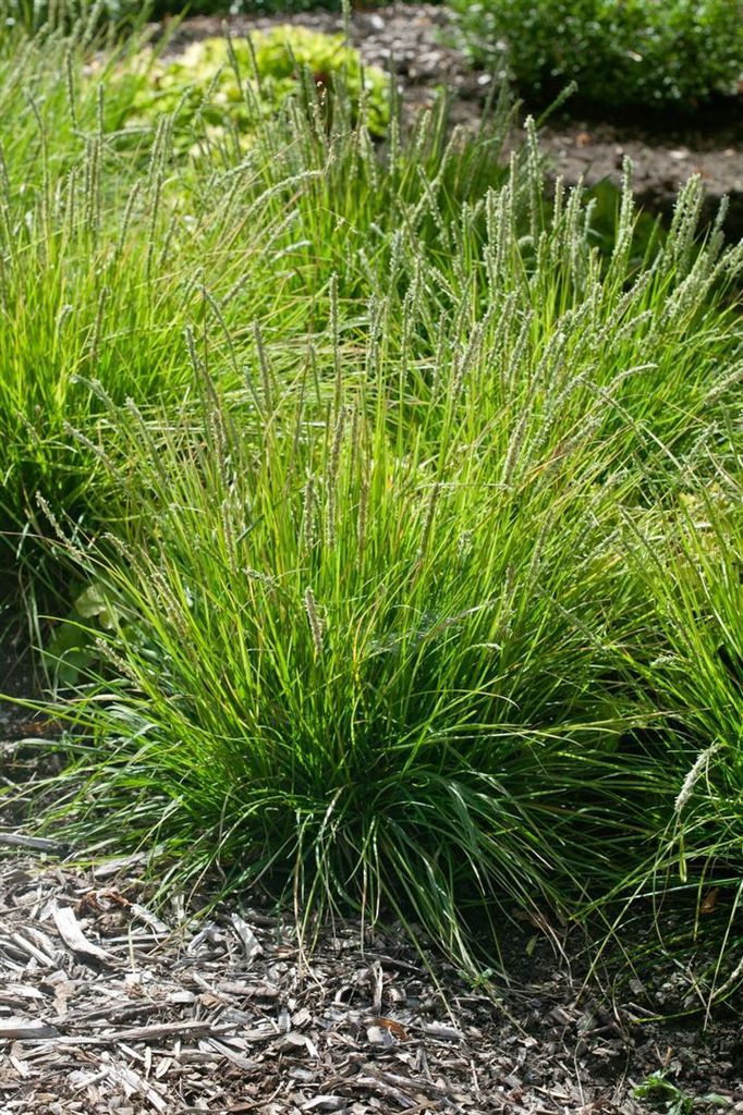 Sesleria autumnalis, Herbst-Kopfgras, ca. 9x9 cm Topf, Produktbild 