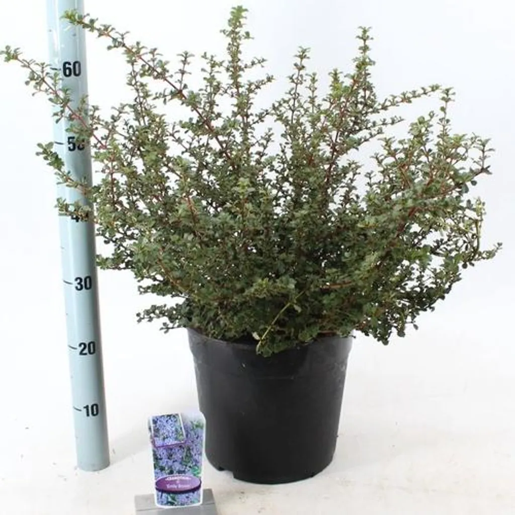 Ceanothus Emily Brown bleu indigo 40/50cm, feuillage dense persistant