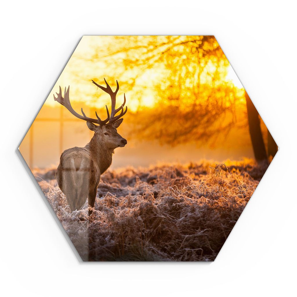 DEQORI Glasbild Echtglas 55x48 cm 'Hirsch am Wintermorgen' Wandbild Bild modern Deko
