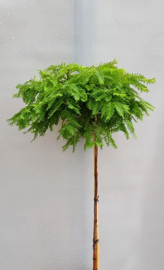 Arbre d'ornement Metasequoia Matthaie Séquoia de Chine tige 150 cm