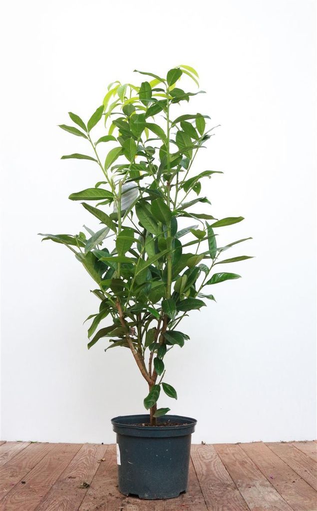 Prunus laurocerasus 'Genolia', Kirschlorbeer, immergrün, 40–60 cm