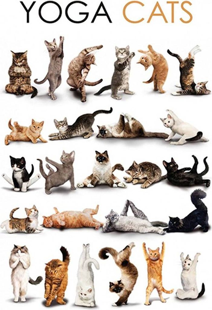 vianmo Holzschild 18x12 cm Tiere Yoga Cats Katzen