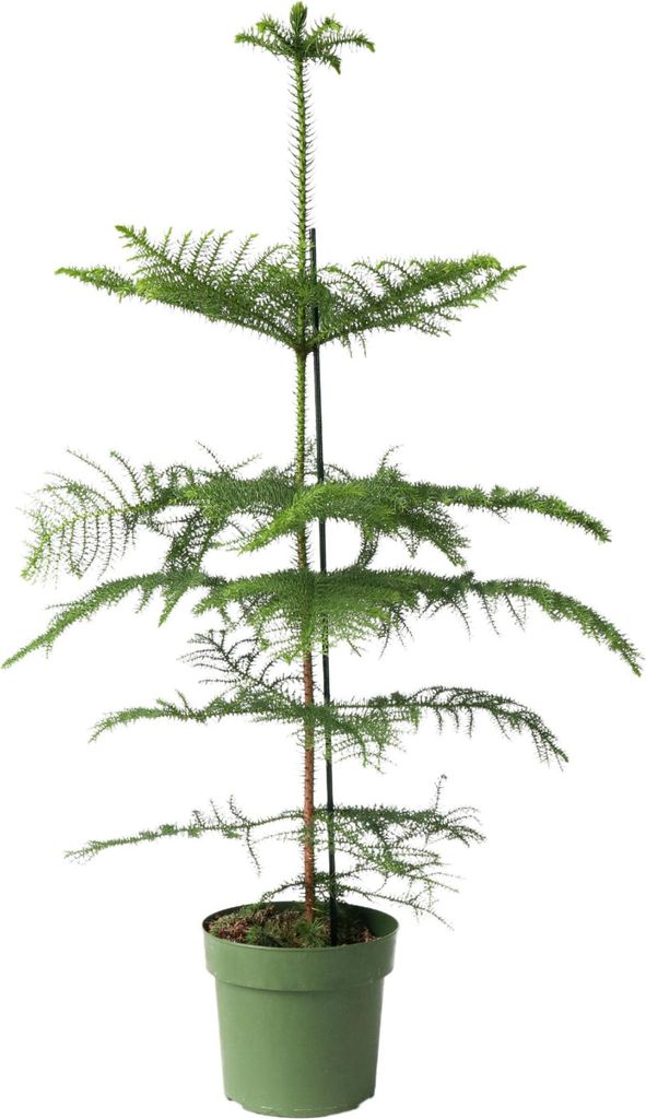 Araukaria wyniosła - Araucaria heterophylla - Wysokość Zdjęcie produktu 