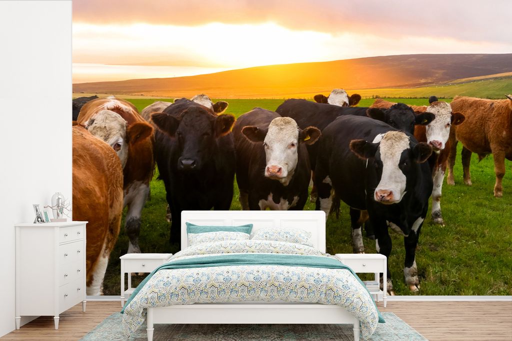 MuchoWow Fototapete für Wohnzimmer oder Schlafzimmer Wandtapete Vinyl Motivtapete Kühe - Hügel - Sonnenuntergang - Gras - Grün - 525x350 cm -...