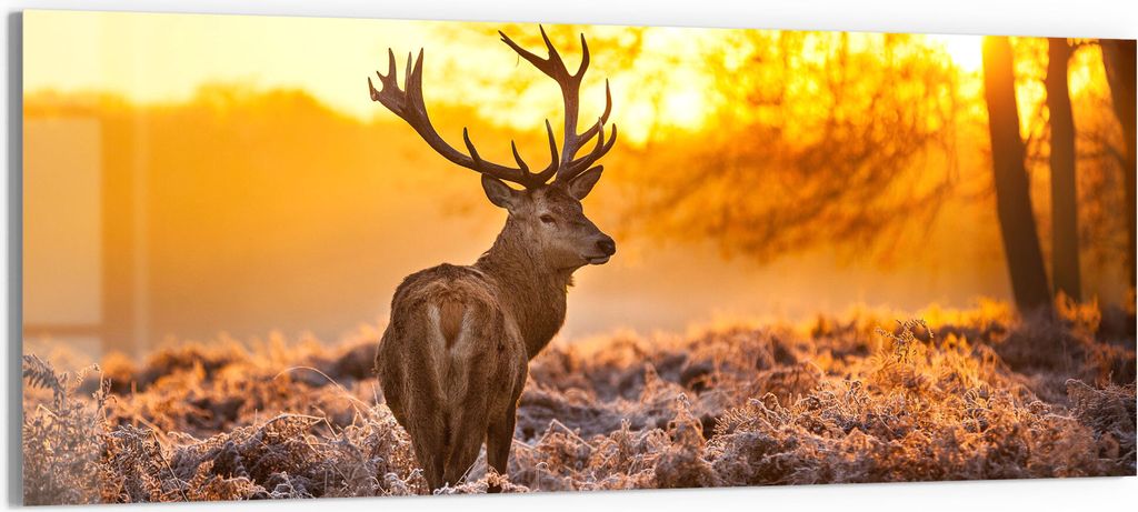 DEQORI Glasbild Echtglas 150x60 cm 'Hirsch am Wintermorgen' Wandbild Bild modern Deko