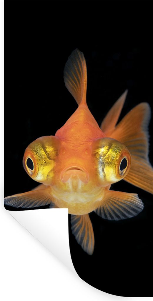 MuchoWow Wandtattoo Wandsticker Wandaufkleber Goldfisch - Meerestiere - Augen 80x160 cm Selbstklebend und Repositionierbar - Sticker - Dekorfolie