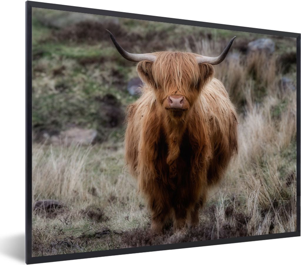 MuchoWow Gerahmtes Poster Schottischer Hochländer - Moos - Gras 40x30 cm - Poster mit Schwarzem Bilderrahmen Wandposter Rahmen Foto Bilder - Kun...