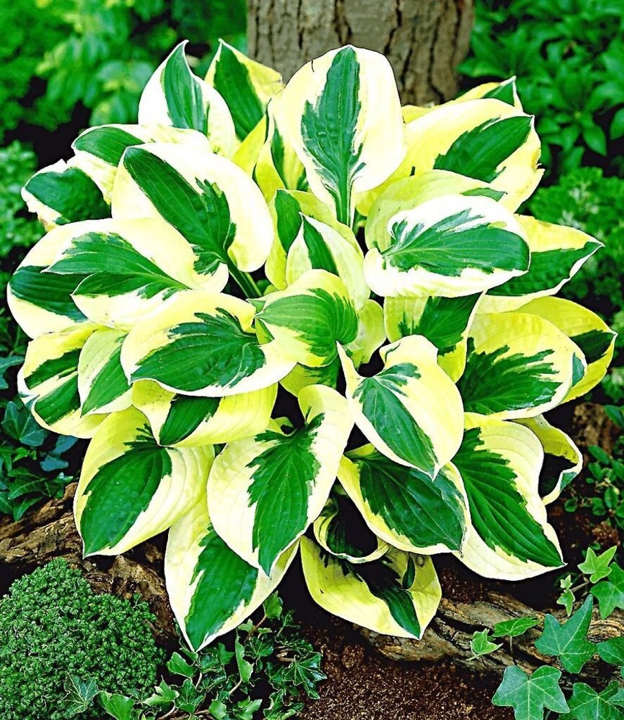 BALDUR Garten 2x Riesen-Hosta 'Brim Cup', Knollen in Größe Produktbild 