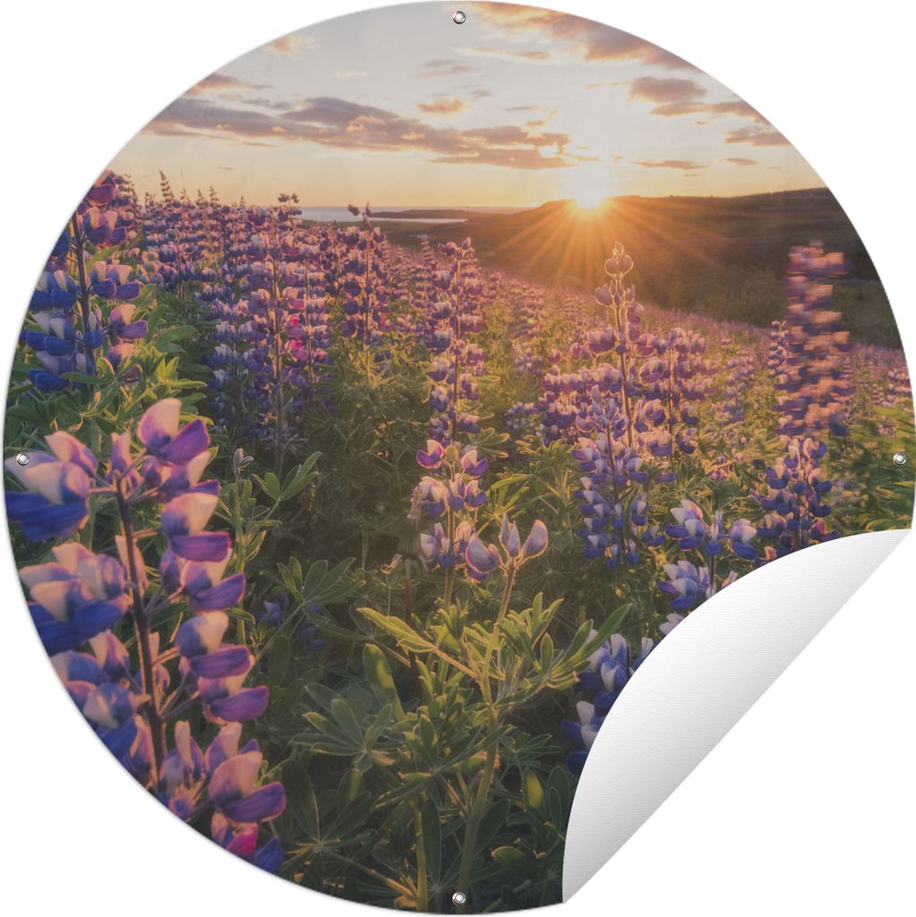 MuchoWow Gartenposter Outdoor-Poster Rund Lupine - Sonne - Lila Ø 60 cm Gartendeko Rundes Poster draußen