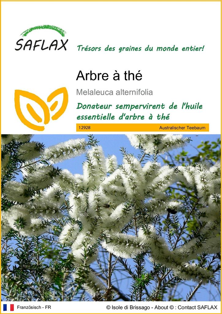 SAFLAX  - Arbre à thé - 400 graines - Melaleuca Image du produit 