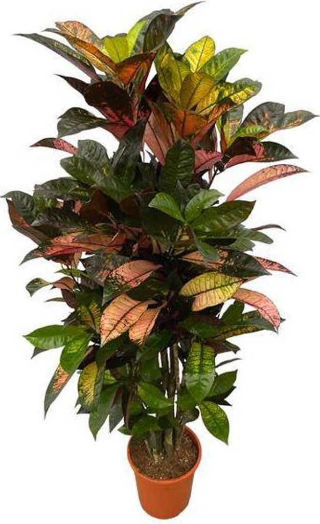 Codiaeum Croton Iceton – Wunderstrauch – Bunte Zimmerpflanze mit Farbspiel – Exotische Blätter – Ø24cm – 110cm
