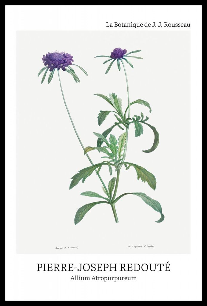 Plakat 40x60cm Design Allium Atropurpureum, Redoute Vintage für das Wohnzimmer