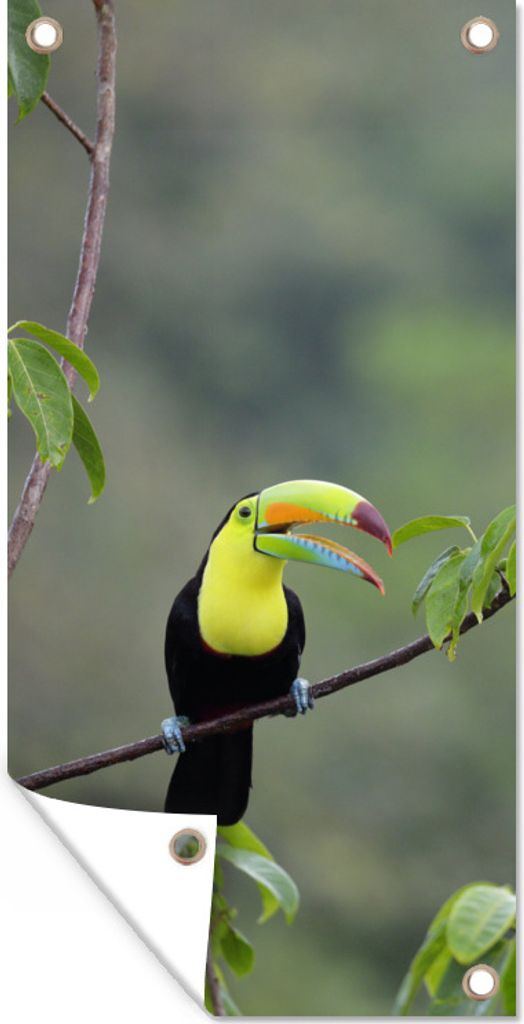 MuchoWow 40x80 cm Outdoor-Poster Gartendeko Sichtschutz Garten Poster für den Garten Ein Schwefelschnabeltukan inmitten der grünen Blätter