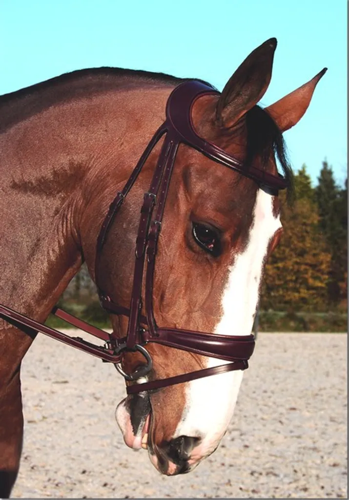 Couverture de paddock imperméable Kentucky Horsewear pour chevaux 200g