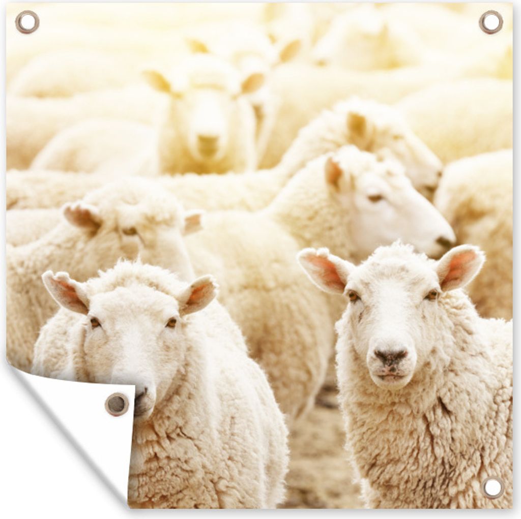 MuchoWow 100x100 cm Outdoor-Poster Gartendeko Sichtschutz Garten Poster für den Garten Schafe - Wolle - Weiß