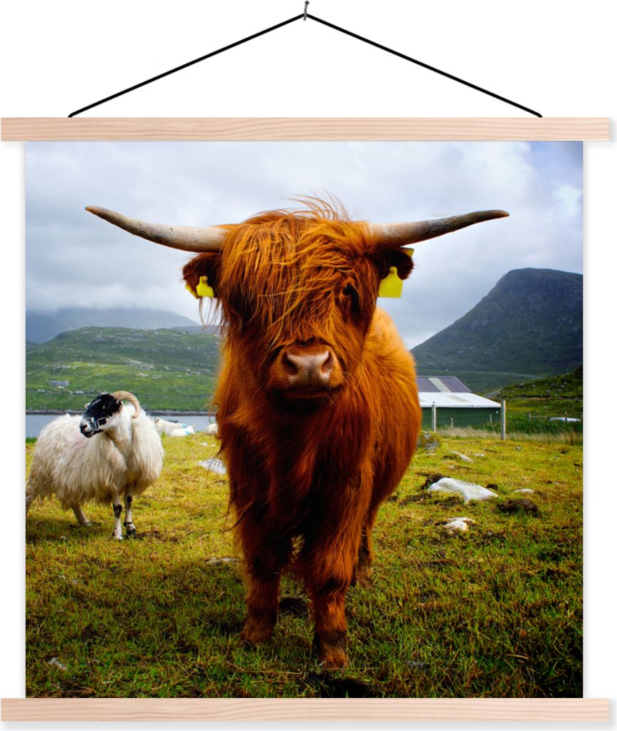 MuchoWow Textilposter Schottisches Hochlandrind - Leicht - Schaf 120x120 cm mit holzfarbenen Rahmen - Textil-Poster