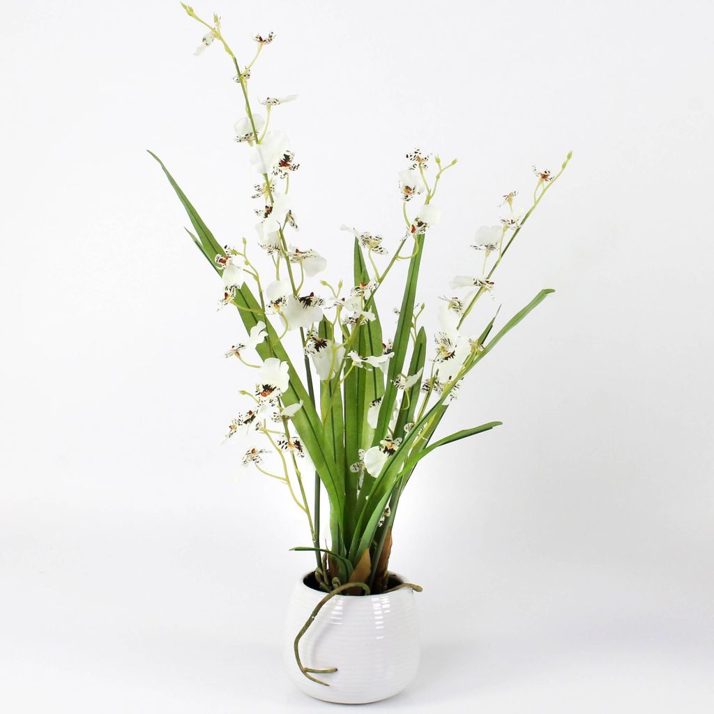 artplants.de Orchidee Oncidium im Töpfchen, 2 Zweige, weiß - braun, 50cm