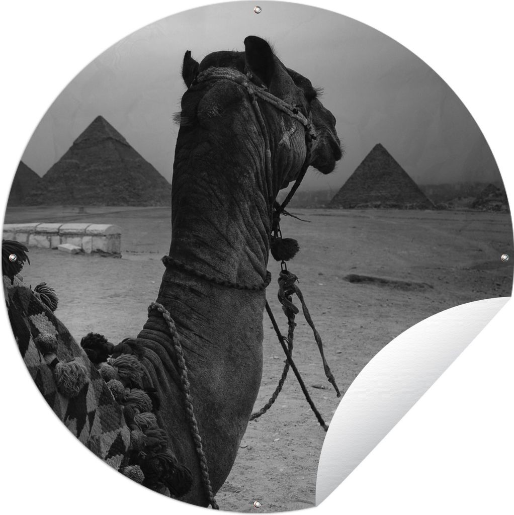MuchoWow Gartenposter Outdoor-Poster Rund Ägypten - Kamel - Schwarz - Weiß Ø 150 cm Gartendeko Rundes Poster draußen