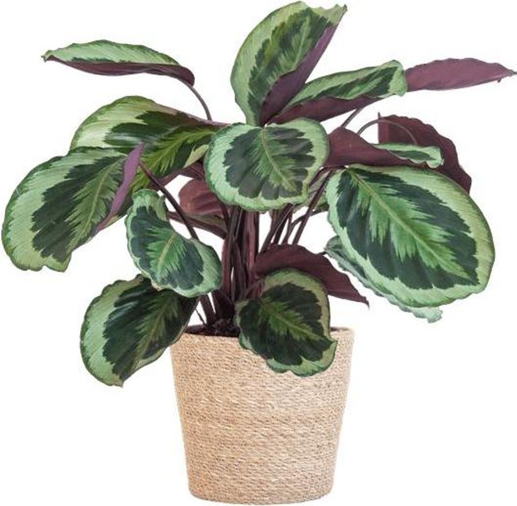 Calathea Medaillon 65cm – Korbmarante Zimmerpflanze Ø21cm – dekorative tropische Pflanze mit einzigartigen Blättern im Seegras Korb Sofia Nat...
