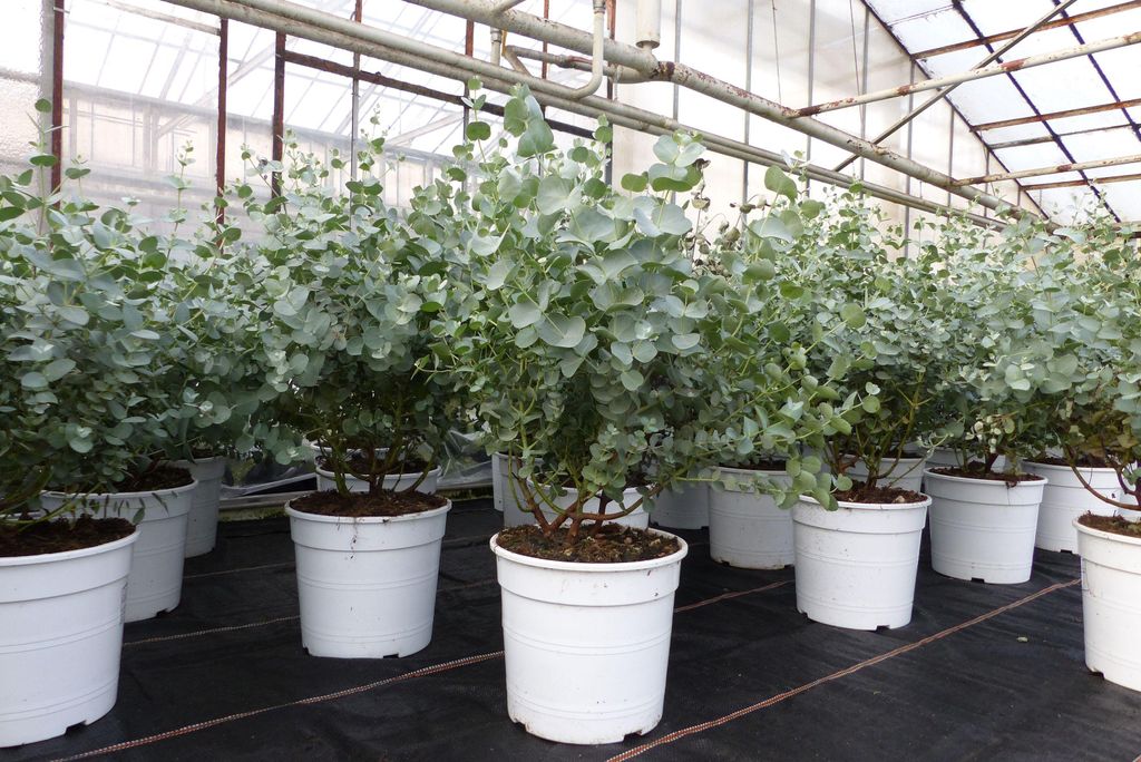 2 Stück Eucalyptus Gunni Gunnii Busch Kugel Eukalyptusbaum, Produktbild 