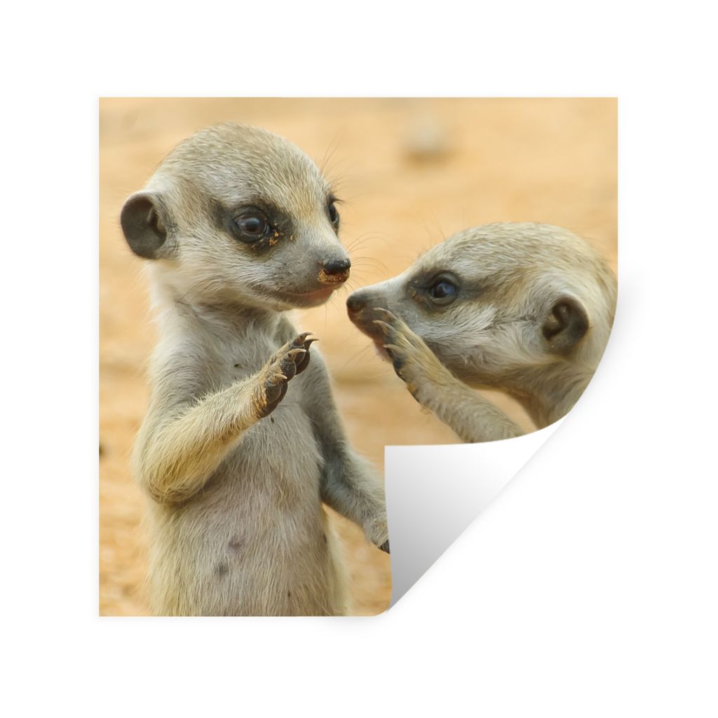 MuchoWow Wandtattoo Wandsticker Wandaufkleber Erdmännchen - Braun - Tier 50x50 cm Selbstklebend und Repositionierbar - Selbstklebend - Fototapeten