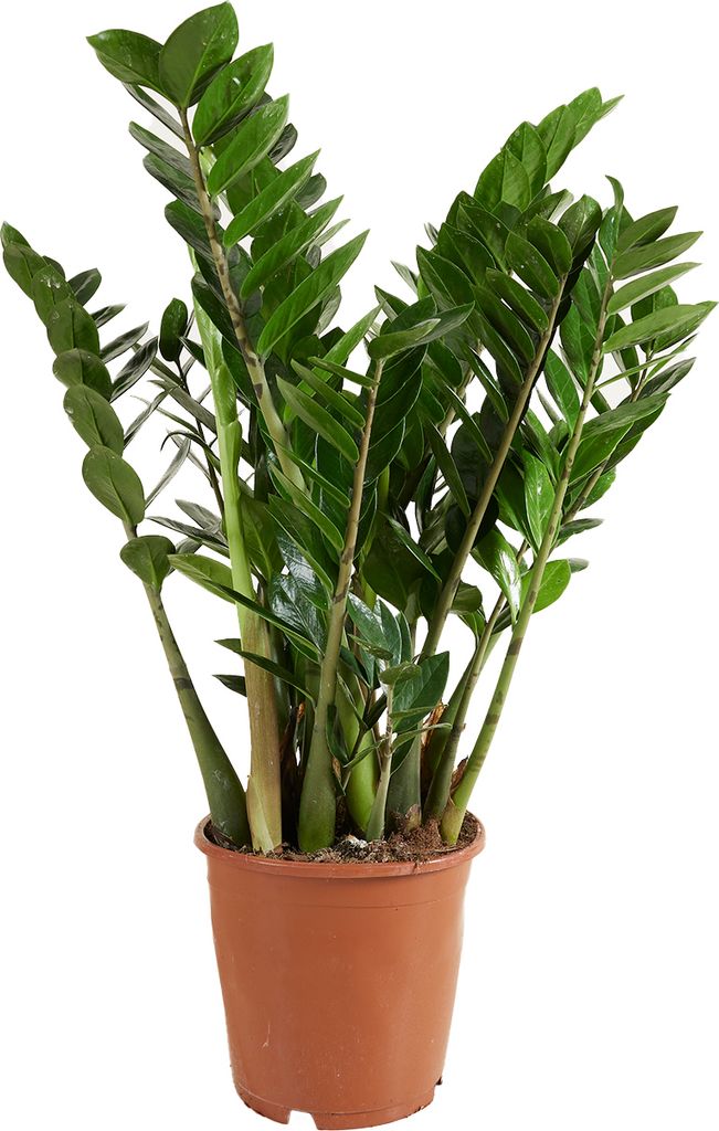 Bloomique - Zamioculcas Zamiifolia - Palma doniczkowa - Zdjęcie produktu 