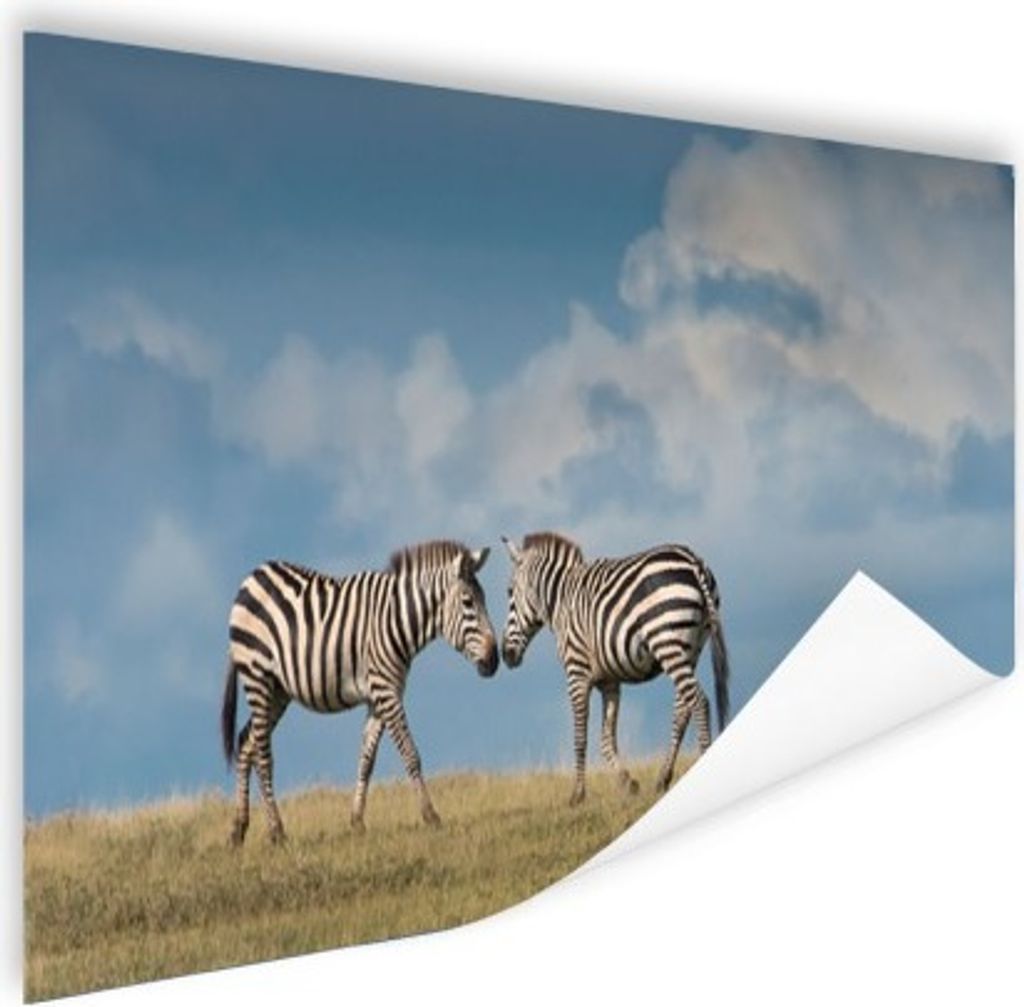 MuchoWow Poster Verliebte Zebras 160x80 cm - Foto Poster
