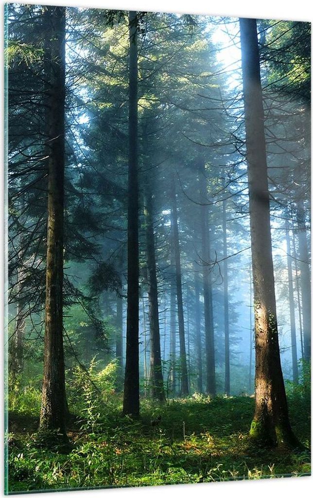 Bilder auf glas - Einteilig - Wald Dämmerung die Sonne - 50x70cm - Glasbilder - Wandbilder - Bilder - zum Aufhängen bereit - Wanddekoration aus G...