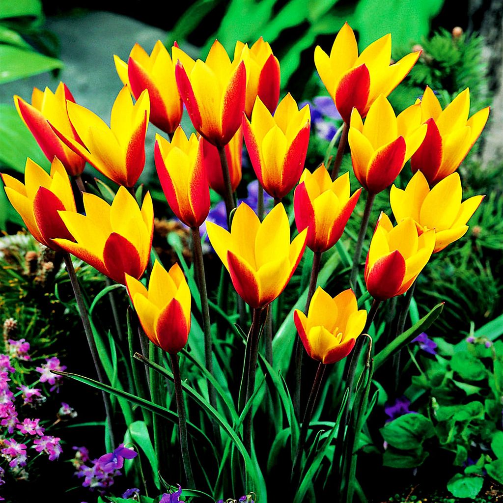 Tulipan Botaniczny Cynthia 5 szt Tulipany Cebulki Tulipanów Zdjęcie produktu 