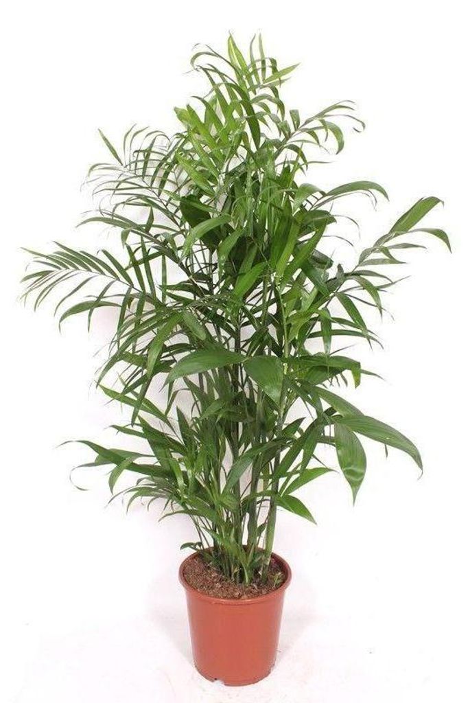 Chamaedorea seifrizii Bergpalme 140cm große Zimmerpflanze Zimmerpalme pflegeleicht für Wohnzimmer Büro Wintergarten tropische Palmenpflanze für...