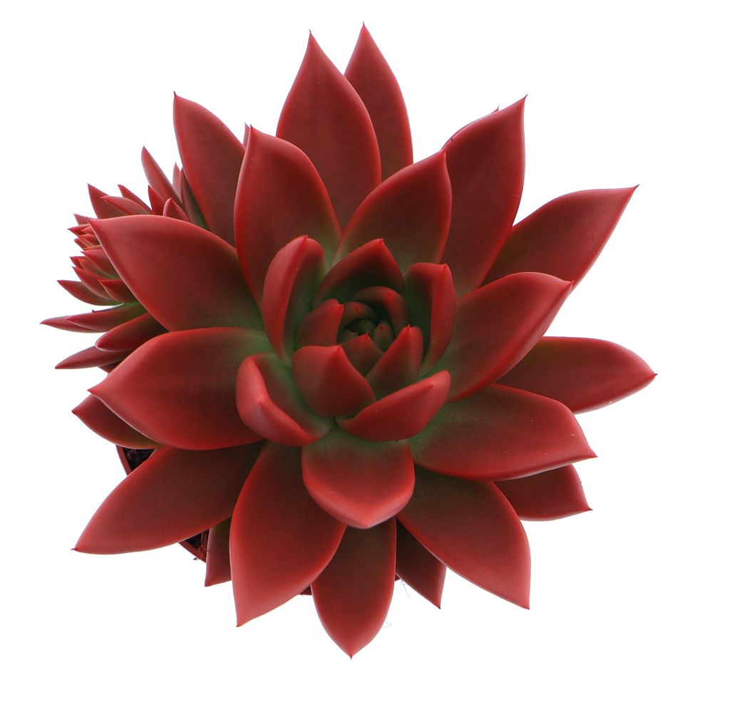 Echeveria 'Miranda' Zimmerpflanze Produktbild 