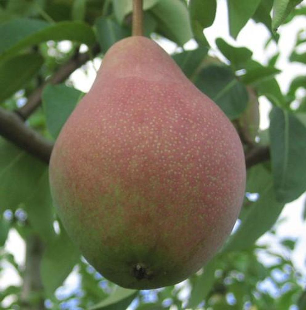 Clapps Liebling Sommerbirne Buschbaum Kirchensaller 10 Liter