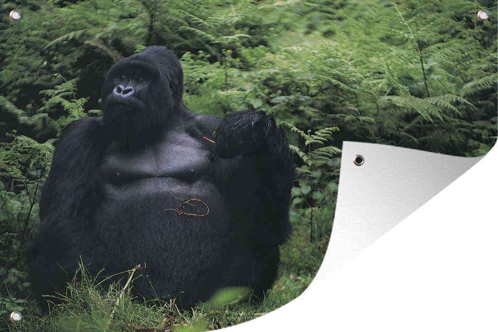 MuchoWow 60x40 cm Outdoor-Poster Gartendeko Sichtschutz Garten Poster für den Garten Ein riesiger Gorilla in einem grünen Regenwald