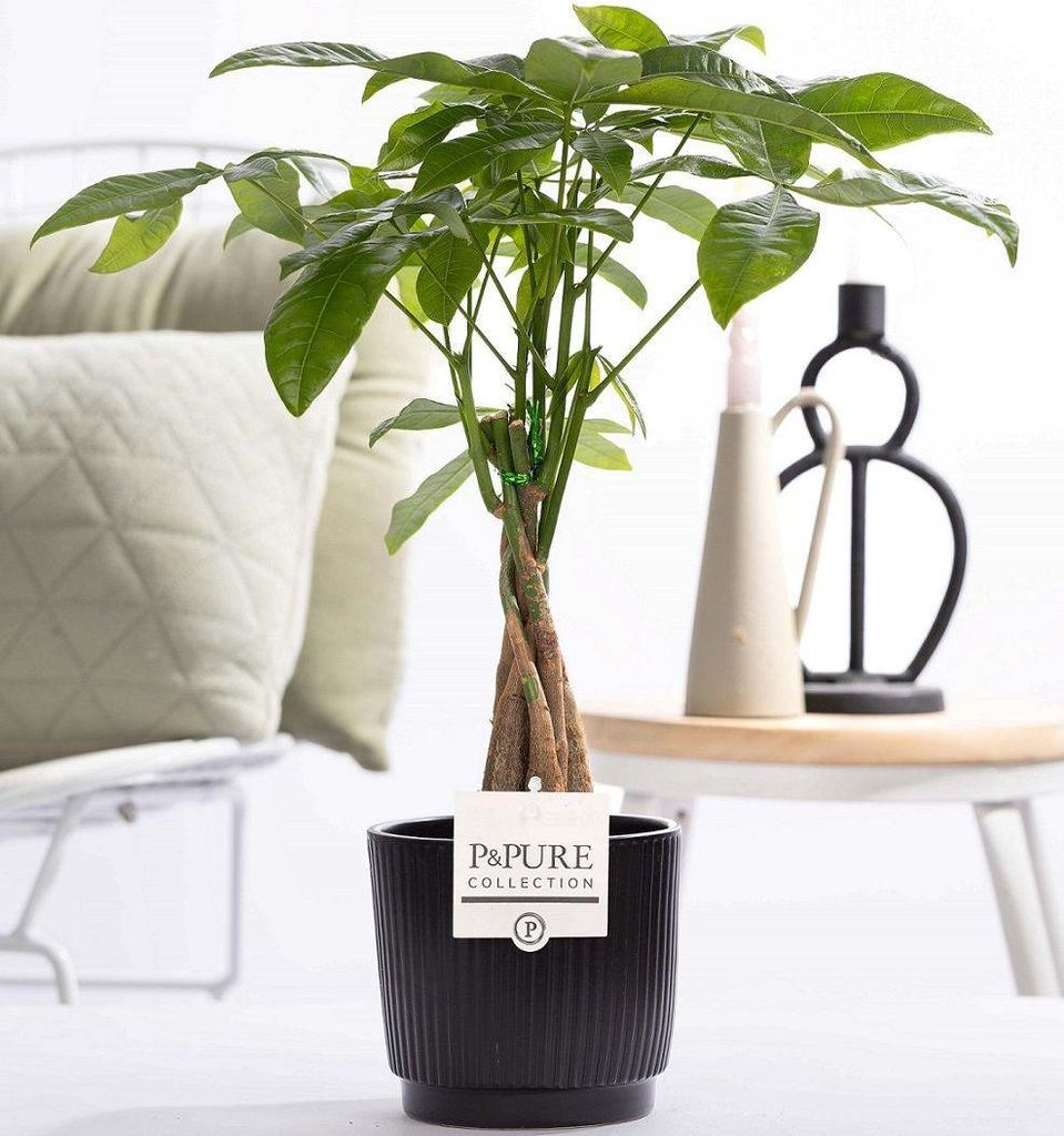 Pachira Aquatica im Keramiktopf – Ø12cm 45cm – Glückskastanie mit geflochtenem Stamm – Stilvolle Zimmerpflanze für Zuhause & Büro – ...