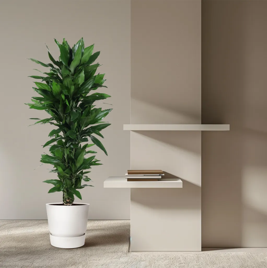 Dracéna Janet Lind Très Ramifié : Plante Tropicale Haut. 140-160cm