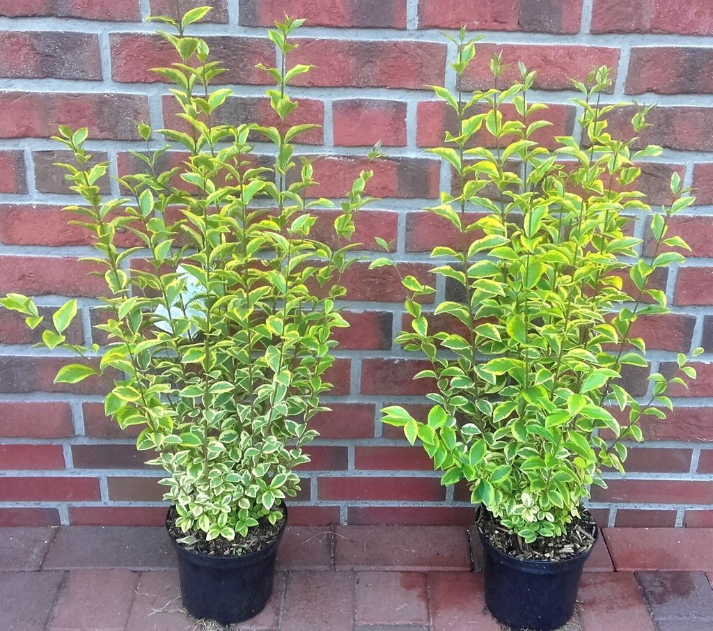 10 Goldliguster - Heckenpflanzen Set - Ligustrum Produktbild 