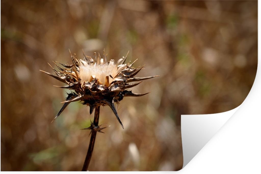 MuchoWow Wandtattoo Wandsticker Wandaufkleber Getrocknete Distel Sepia-Fotodruck 120x80 cm Selbstklebend und Repositionierbar - Selbstklebend - F...