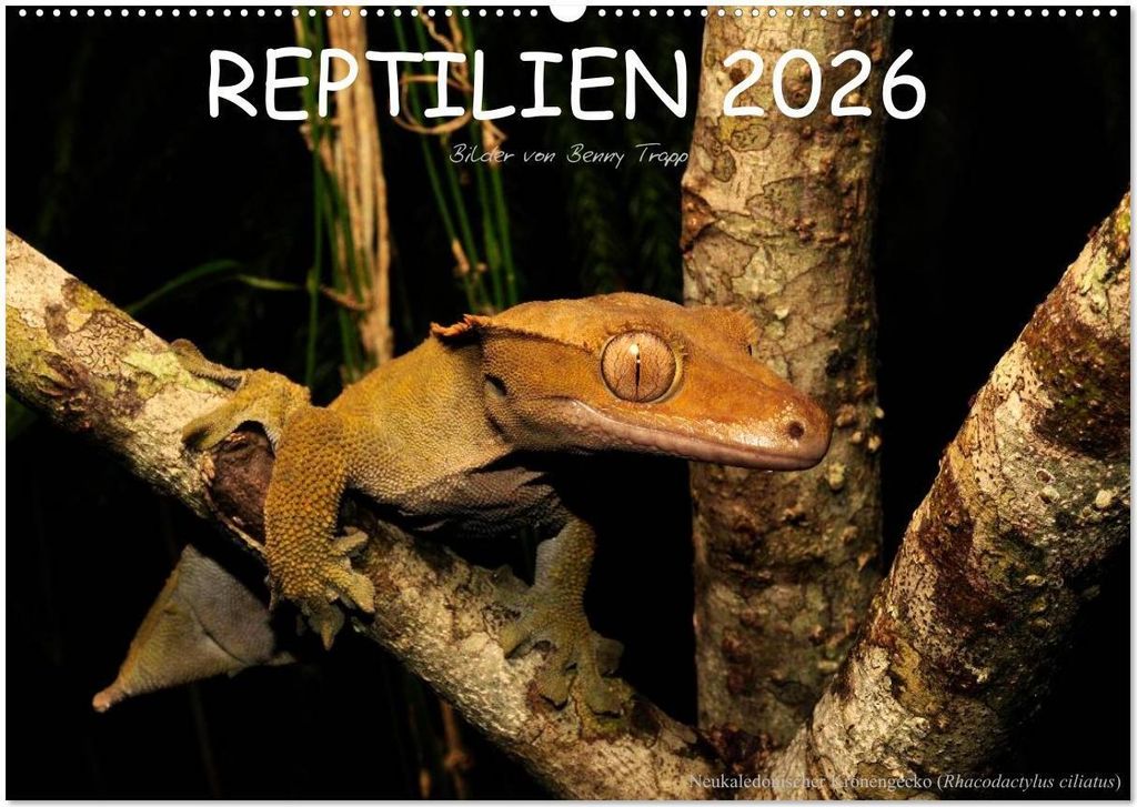 REPTILIEN (Wandkalender 2026 DIN A2 quer), CALVENDO Monatskalender