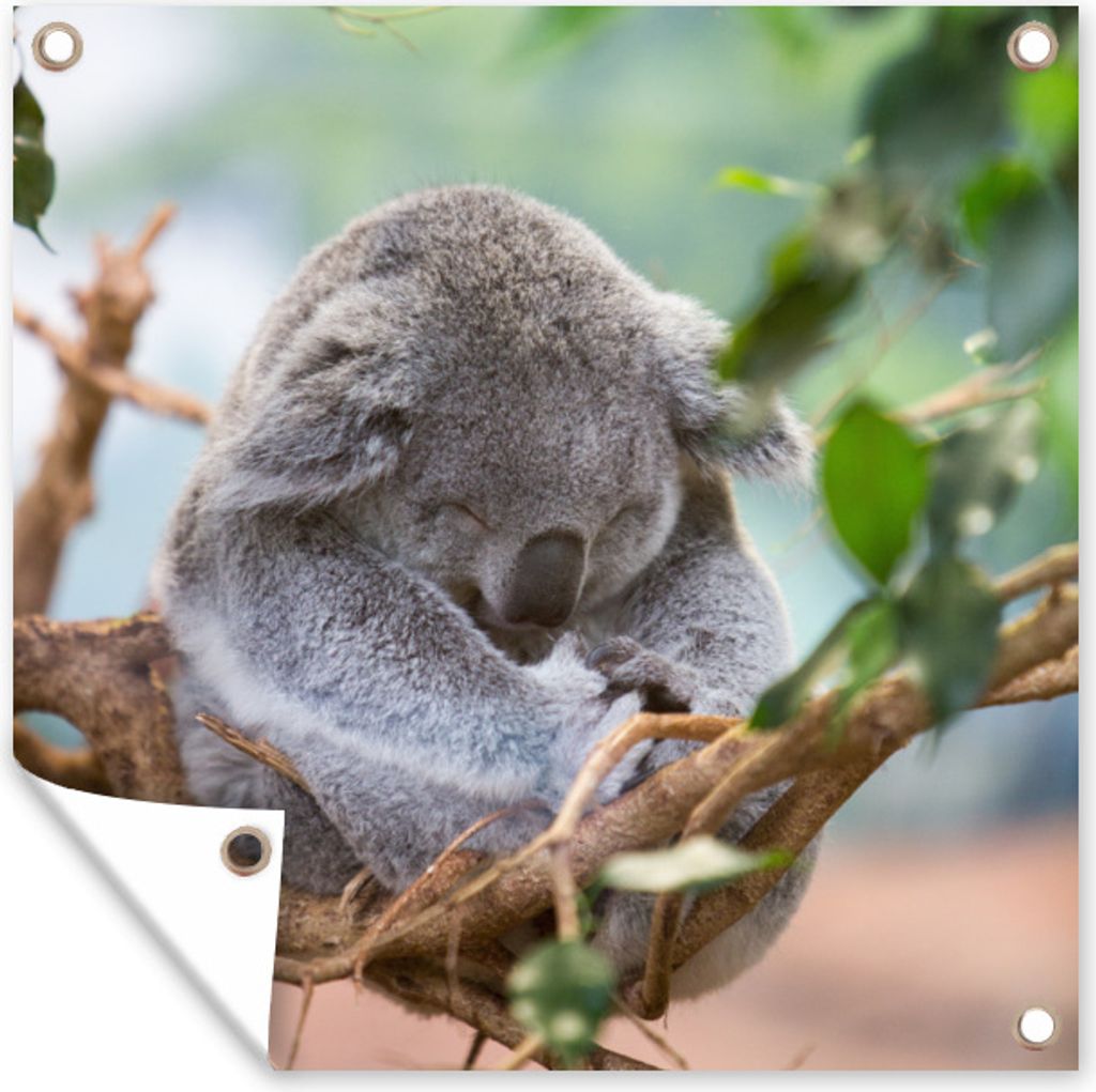 MuchoWow 50x50 cm Outdoor-Poster Gartendeko Sichtschutz Garten Poster für den Garten Koala - Äste - Schlaf - Kinder - Jungen - Mädchen
