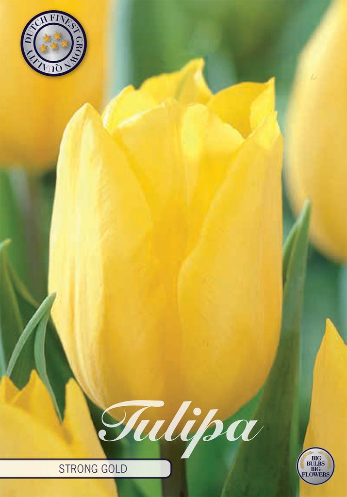 Triumph - Starkes Gold - Tulipa