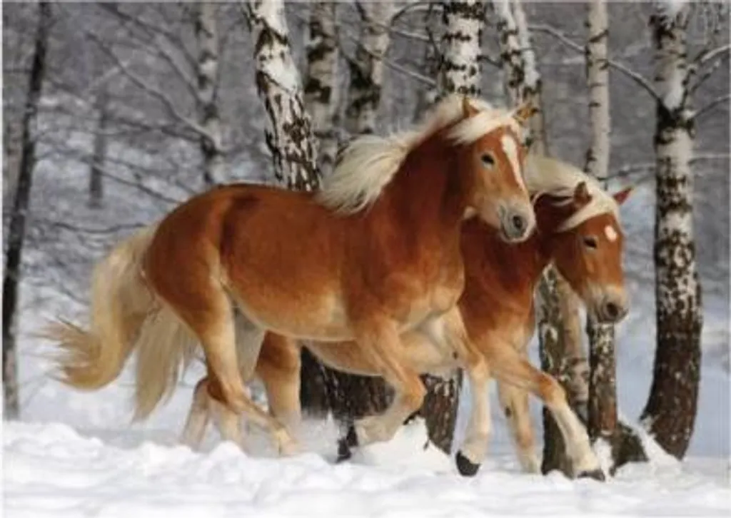 Puzzle Chevaux Haflinger III 239 Pièces - Idée Cadeau Passion Cavalier