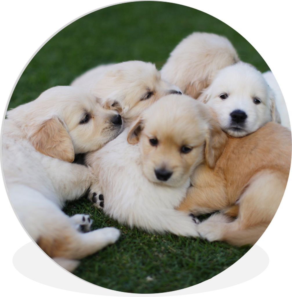 MuchoWow Rundes Wandbild - Runde Bilder Tiere - Welpen - Hunde Ø 30 cm Kreis Wanddekoration Kunststoff - Wandkreis - Wandschmuck - Schlafzimmer ...